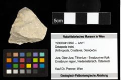 Foto (Objekt + Etiketten) von Decapoda indet. 